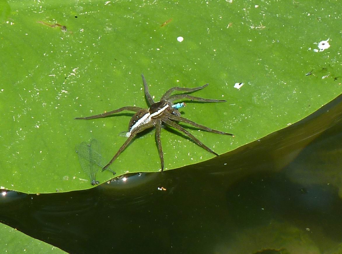 Dolomedes sp.